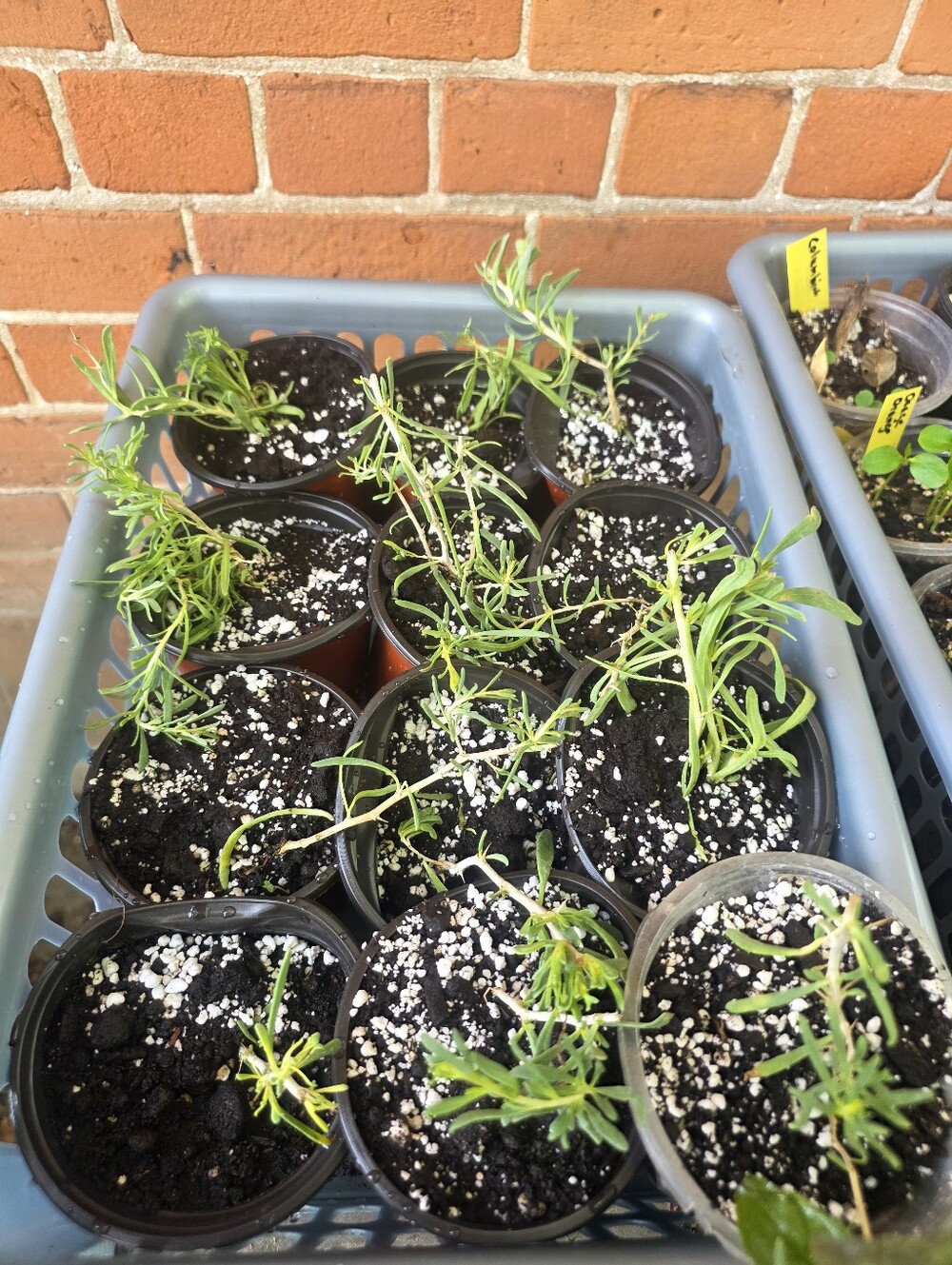Black Goji Berry Plant